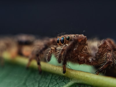 绿叶上的棕黑色跳跃蜘蛛